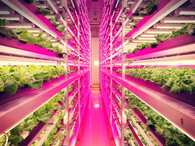 Localvore Revolution: Vertical Urban Farms Promise to Deliver Greener Produce
